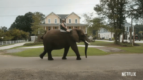 Elephant Walking GIF - Elephant Walking On My Way GIFs