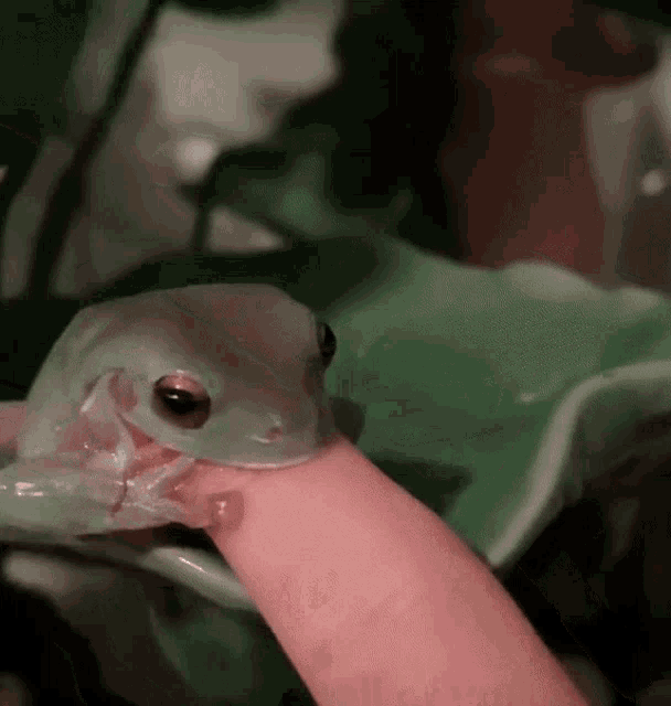 Frog Cute GIF - Frog Cute Winifred GIFs