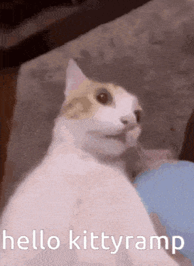 a cat is sitting on a couch with the words hello kitty ramp on the bottom