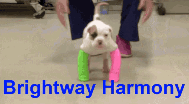 a picture of a puppy with a brightway harmony logo on it