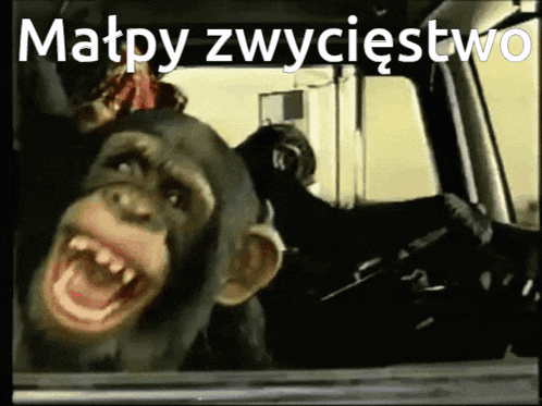 a picture of a chimpanzee in a car with the words matpy zwycięstwo