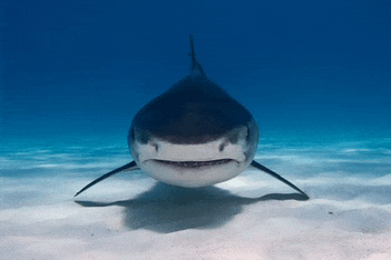 a shark is swimming in the ocean and looking at the camera with its mouth open