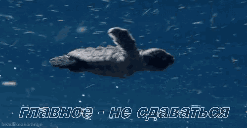 a sea turtle is swimming in the ocean with the caption headlikeanorange above it