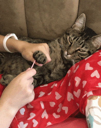 a cat laying on a person 's lap with a pink toothbrush in its paw