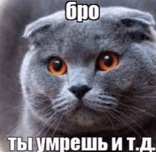 a scottish fold cat with orange eyes and a caption in russian