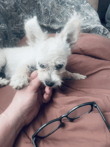 a person petting a small white dog on a bed next to glasses