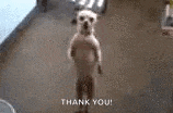 a dog is standing on its hind legs and says thank you .