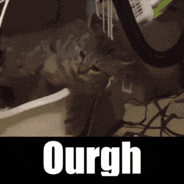 a picture of a cat with the word ourgh written below it