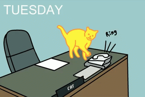 Cat Tuesday GIF - Cat Tuesday Ring GIFs