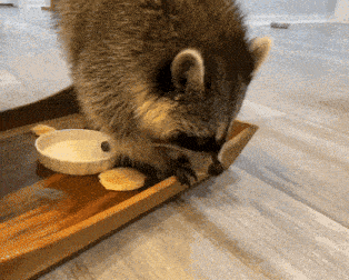 a raccoon is eating from a bowl on a wooden table