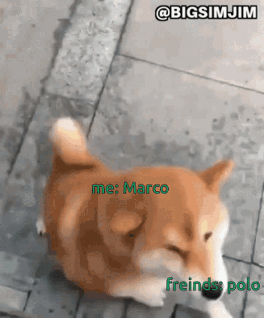 Dog Blind GIF - Dog Blind Marco Polo GIFs