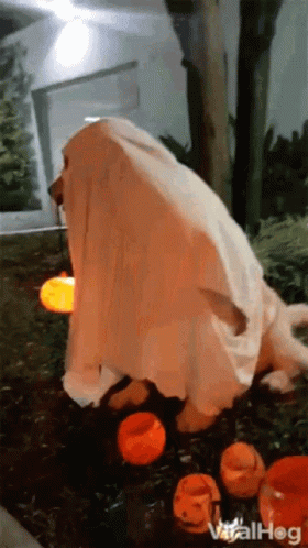 Halloween Dog GIF - Halloween Dog Pumpkin GIFs