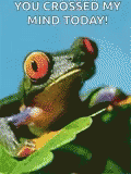 Frog Smilin GIF - Frog Smilin Animated GIFs