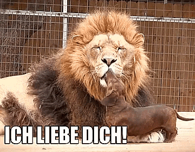 a picture of a lion and a dachshund with ich liebe dich in the bottom right corner