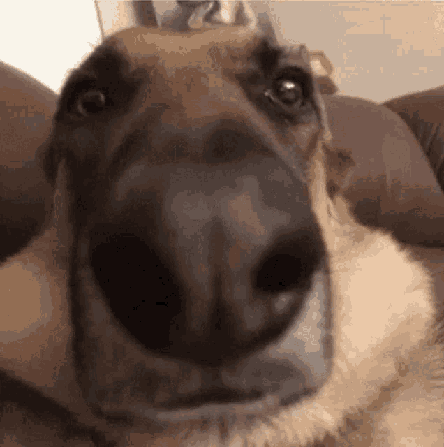 Dog Neutral Face GIF - Dog Neutral Face Not Funny GIFs