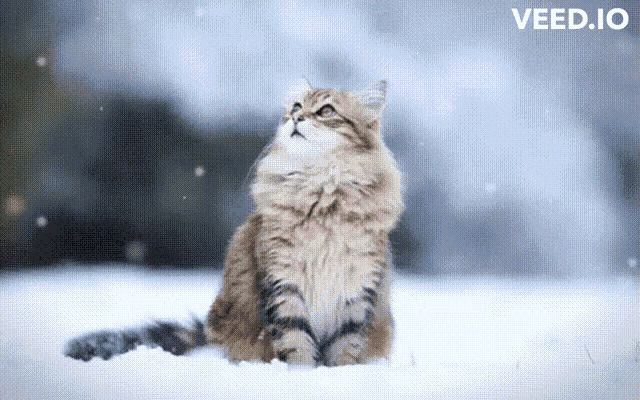 a cat sitting in the snow looking up at the sky