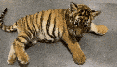 a tiger cub is laying down on the ground