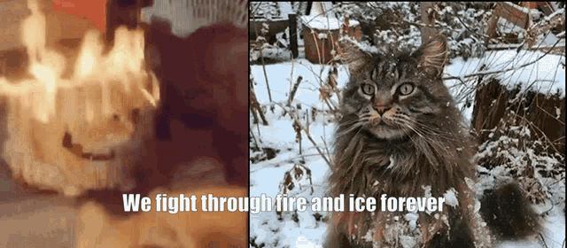 a picture of a cat with the words " we fight through fire and ice forever " below it