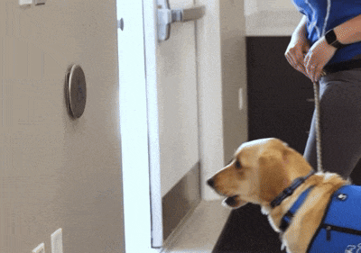 a service dog wearing a blue vest with the letters rt on it