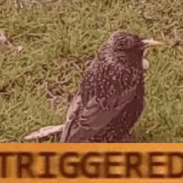 Triggered Bird GIF - Triggered Bird Alone GIFs