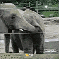 a baby elephant is standing in a zoo enclosure behind a wire fence .