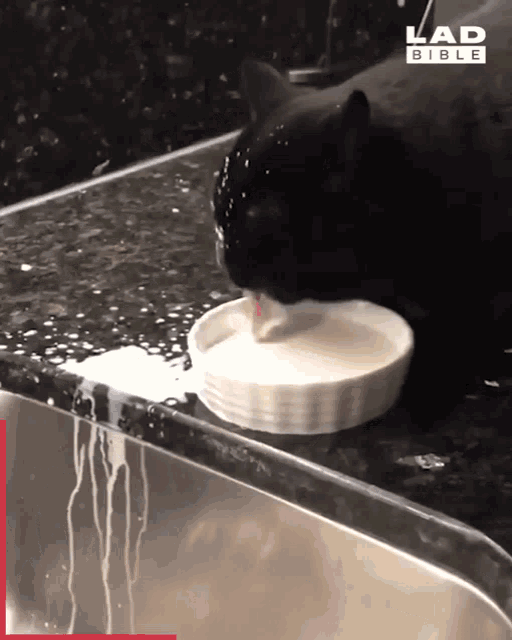 Cat Milk GIF - Cat Milk Blow GIFs