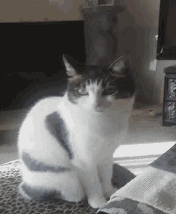 a black and white cat is sitting on a couch in a living room looking at the camera .