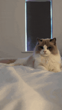 a cat is laying on a bed with a window in the background