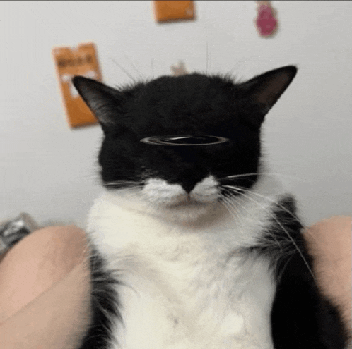 a black and white cat with a halo on its head looks at the camera