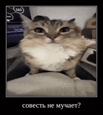 a cat is sitting on a person 's lap with a caption in russian that says " cobect ne mychaet "