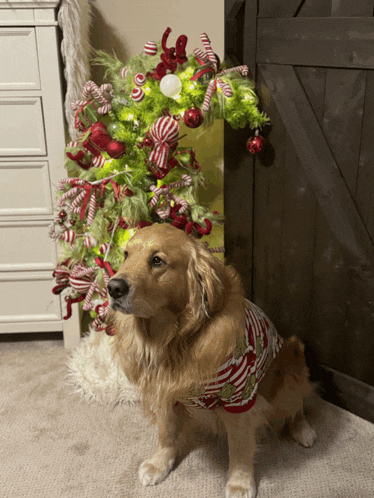 a dog sitting in front of a christmas tree with candy canes on it