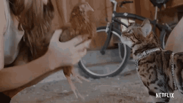 a woman is petting a chicken while a cat sniffs it .