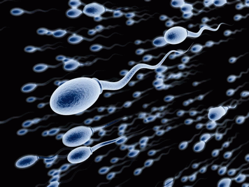 Sperm Peen GIF - Sperm Peen GIFs
