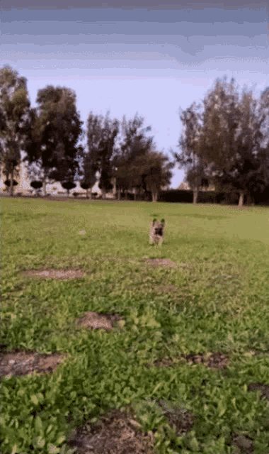 a blurred picture of a field with trees in the background