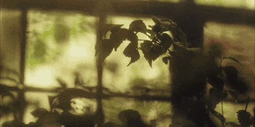 a plant is growing in front of a window with leaves hanging from it