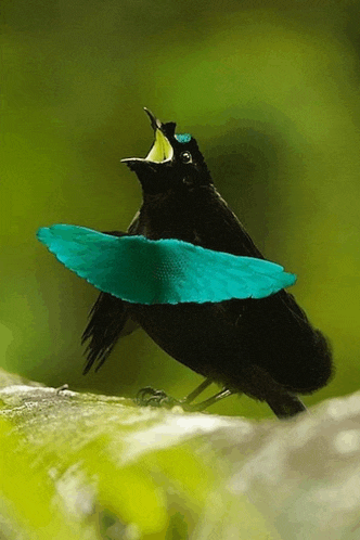 a black bird with a blue feather on its wing