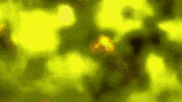 a green and yellow background with a blurred image of a tree