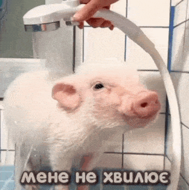 a pig is taking a shower in a bathroom with a russian caption