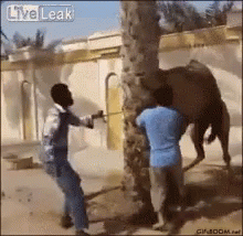 Camel Throw GIF - Camel Throw Hurt GIFs