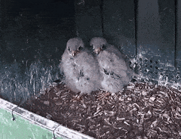 two baby birds are sitting on top of a pile of wood chips in a nest .