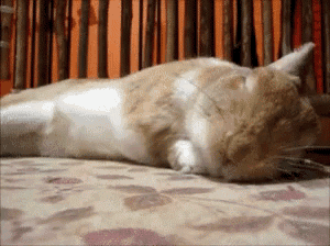 a cat is sleeping on a bed with a floral pattern