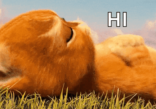 a cat laying in the grass with the word hi written above it