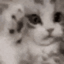 a black and white photo of a cat and a kitten looking at the camera .