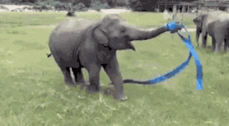 Elephant Ribbon Dance GIF - Elephant Ribbon Dance GIFs