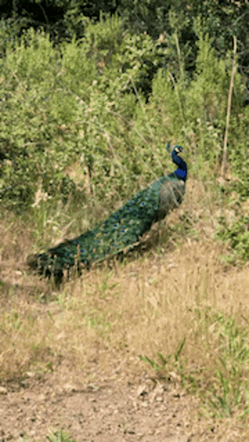 Peacock Birds GIF