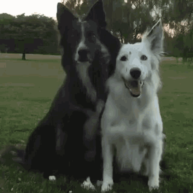 Dog Hugs GIF - Dog Hugs Funny GIFs