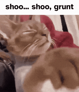 a cat laying on a bed with the words shoo shoo grunt