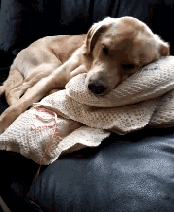 Dog Sleeping GIF - Dog Sleeping Relax GIFs