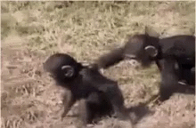 Push Funny Animals GIF - Push Funny Animals Monkey GIFs