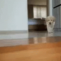 Puppy Tired GIF - Puppy Tired Funny GIFs